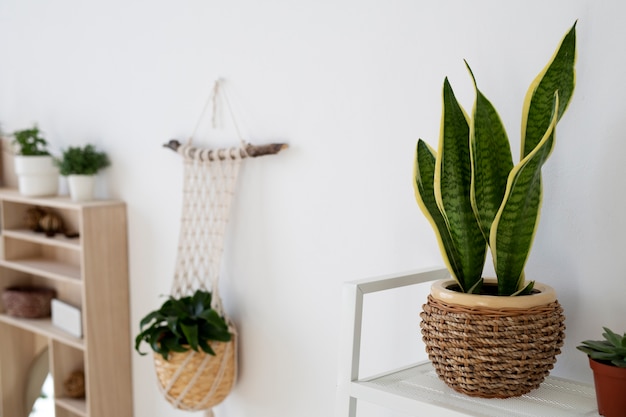 屋内の高角度の美しい植物