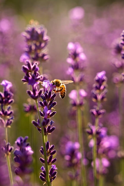 High angle bee in beautiful lavender field