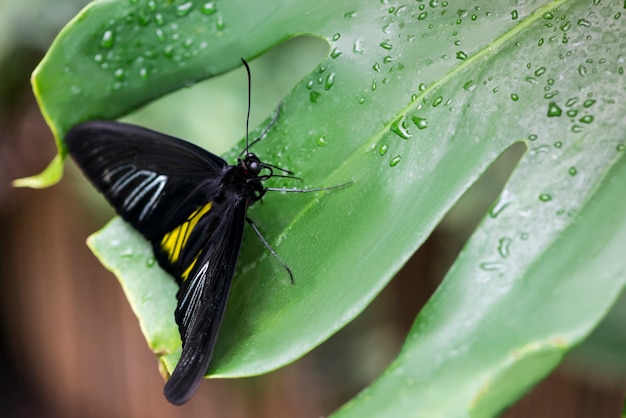 Бесплатное фото Высокий угол черная бабочка на листе