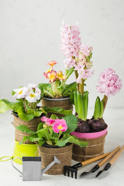 High angle blooming flowers pots