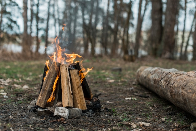 High angle bonfire in forest