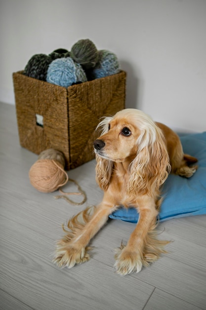 High angle box with yarns and cute dog