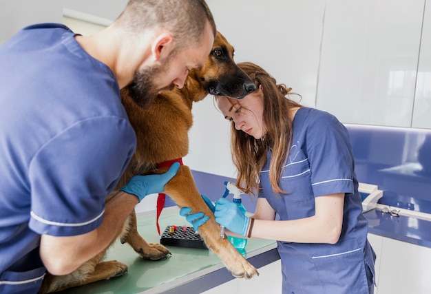 High angle careful doctors helping sick dog