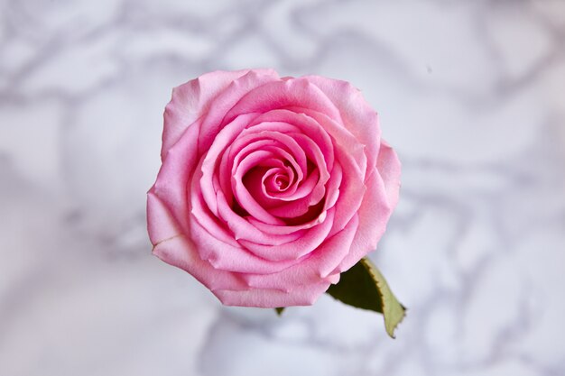 High angle closeup shot of a beautiful bloomed pink rose