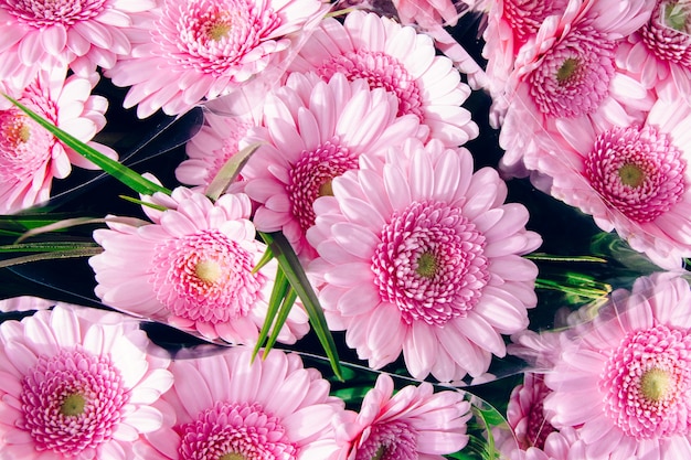 High angle closeup shot of beautiful light pink Barberton daisies