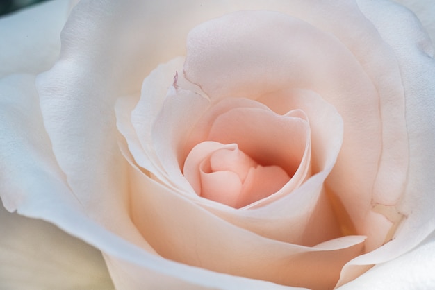 Colpo del primo piano dell'angolo alto di una bella rosa bianca e rosa