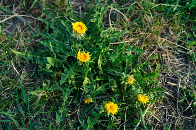 High angle closeup shot of common dandelions growing on the soil