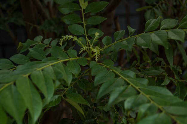 背景に土と緑の植物の高角度のクローズアップショット