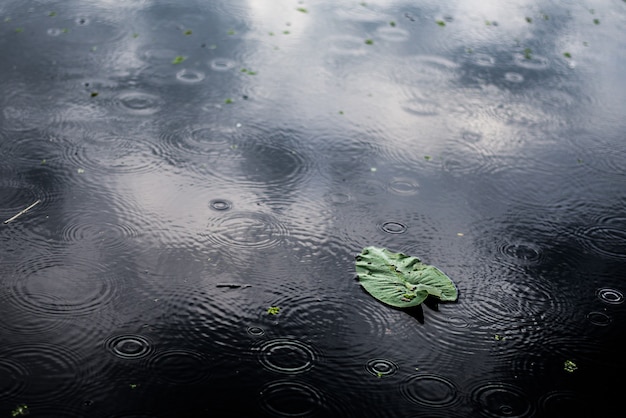 雨の日に水たまりに孤立した緑の葉の高角度のクローズアップショット