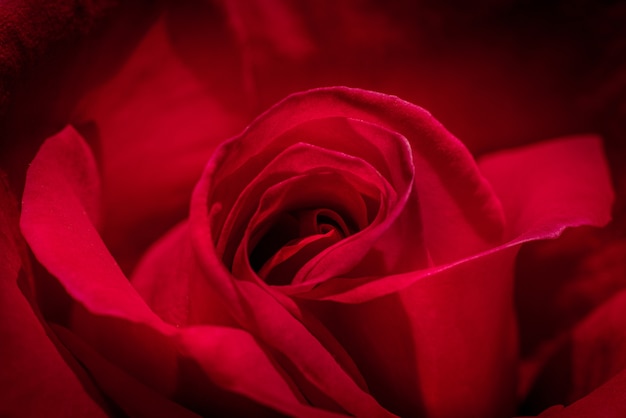 High angle closeup shot of a magnificent red rose