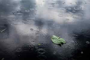 무료 사진 비오는 날에 웅덩이에 고립 된 녹색 잎의 높은 각도 근접 촬영 샷