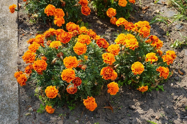 Foto gratuita colpo del primo piano dell'angolo alto dei fiori di calendula messicani arancioni in cespugli vicino a una strada