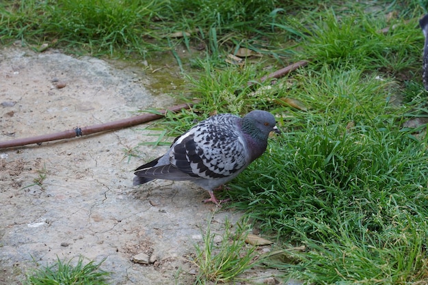 Free photo high angle closeup shot of a pigeon walking on the grass looking sideways