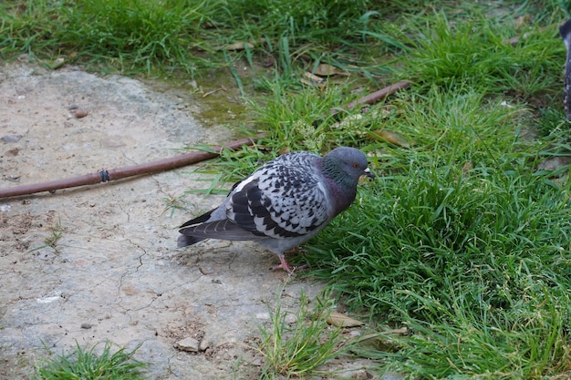 High angle closeup shot of a pigeon walking on the grass looking sideways
