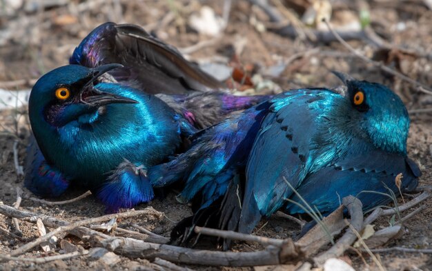 High angle closeup shot of two Cape starlings on the ground