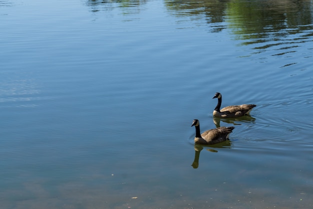 Foto gratuita colpo del primo piano dell'angolo alto di due anatre che nuotano nel lago