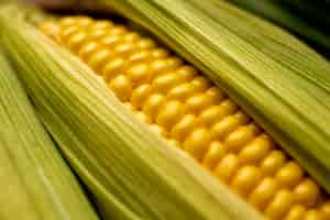 Free photo high angle corn composition close-up