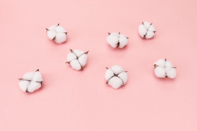 Free photo high angle  of cotton flowers isolated on pink wall