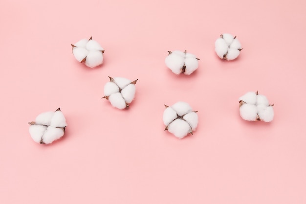 High angle  of cotton flowers isolated on pink wall