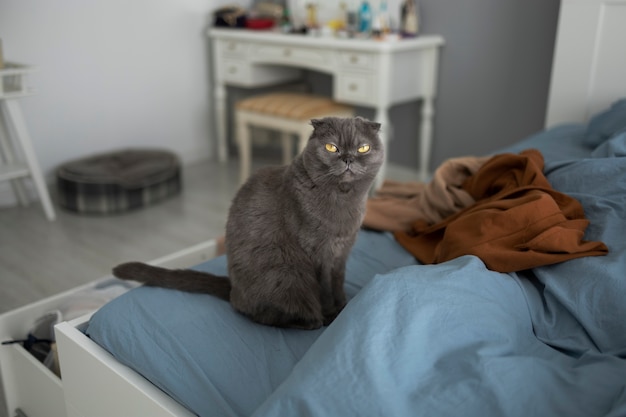 Милый кот и одежда на кровати под высоким углом