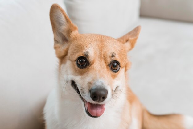 High angle of cute dog on couch at home