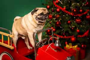 Free photo high angle cute dog in santa sleight