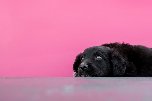 High angle cute dog sitting on floor