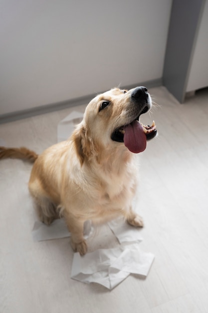 Foto gratuita cane carino ad alto angolo con carta igienica