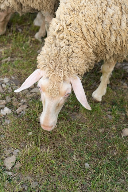 High angle cute sheep in the field