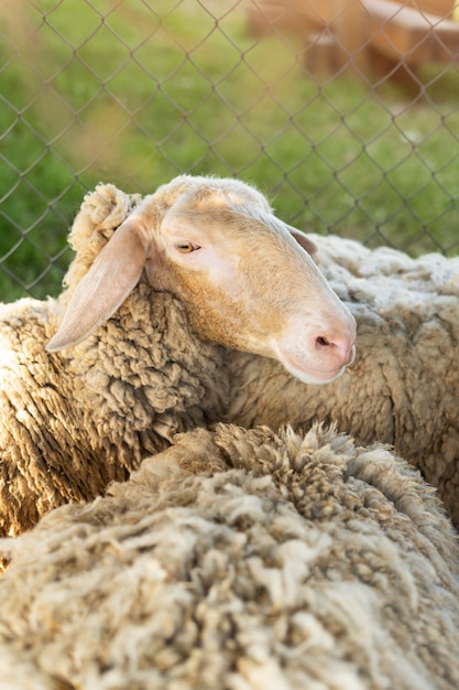 High angle cute sheep in nature