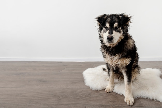 High angle dog at home with copy-space