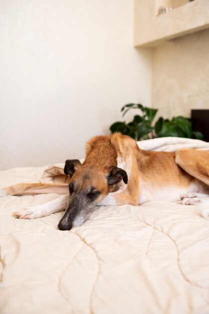 High angle dog laying in bed