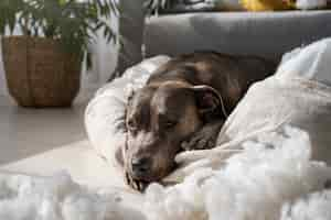 Foto gratuita cane ad alto angolo che si posa sul cuscino a casa