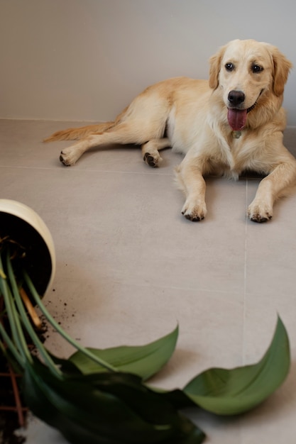 High angle dog looking at plant