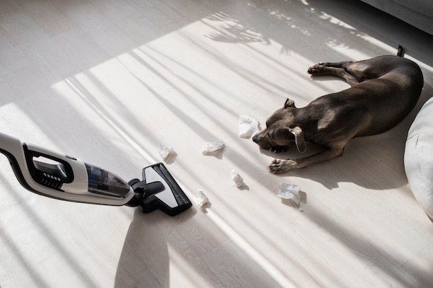 High angle dog looking at vacuum cleaner