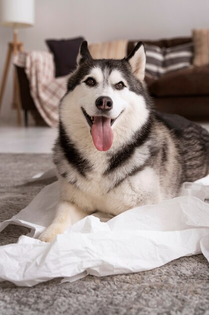 Собака под большим углом играет с туалетной бумагой дома
