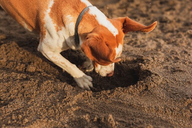 海辺でハイアングル犬