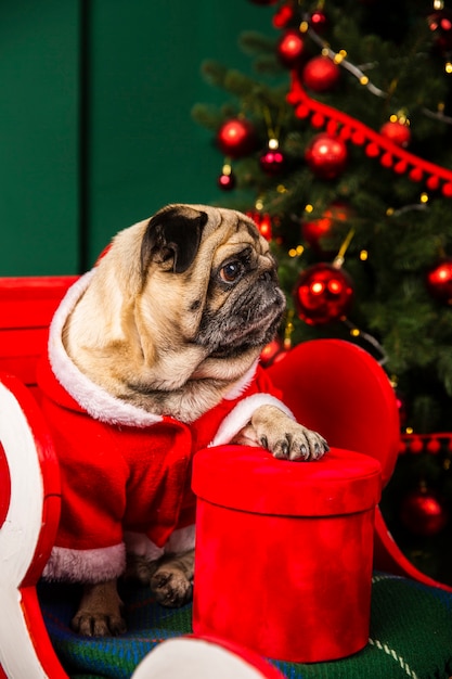 High angle dog wearing santa costume