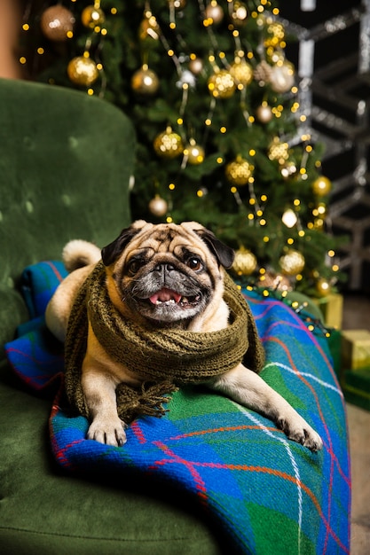 High angle dog wearing scarf view