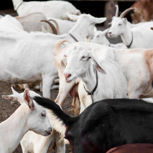 High angle farm with goats