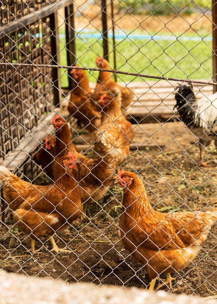 High angle flock of chickens