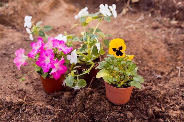 High angle flower pots on soil