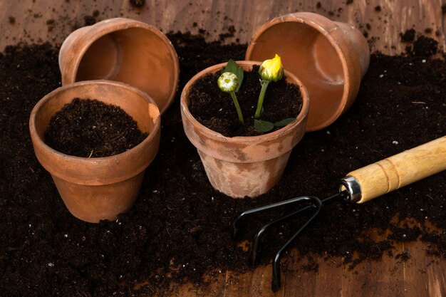 High angle flowers pots