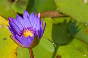 Free photo high angle focus shot of a beautiful lotus flower