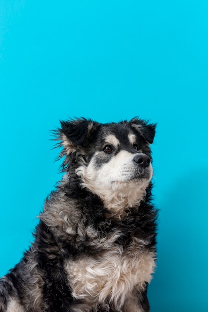 High angle furry dog on blue background