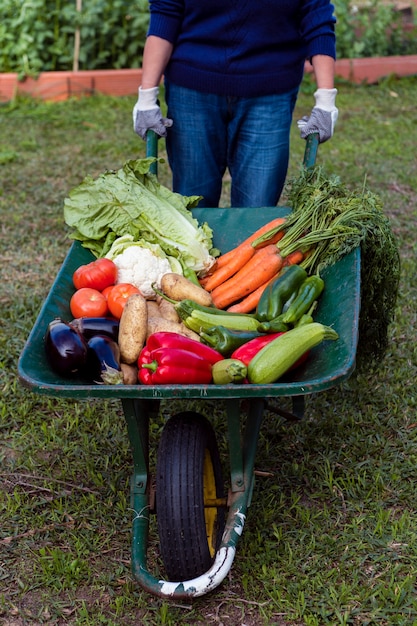 Высокий угол садовник держит тачку с овощами