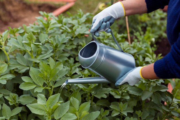 High angle gardener watering plants