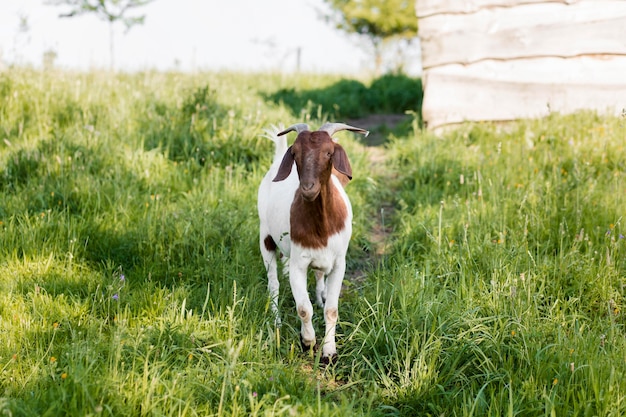 Foto gratuita capra ad alto angolo in fattoria