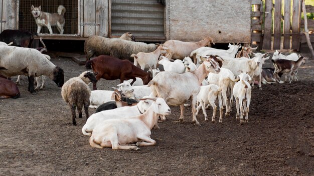 High angle goats at farm