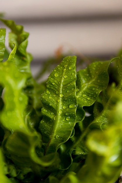 Free photo high angle green plant close-up